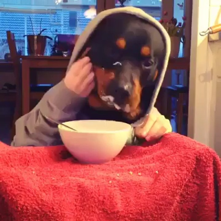 İnsan Gibi Yemek Yiyen Köpek