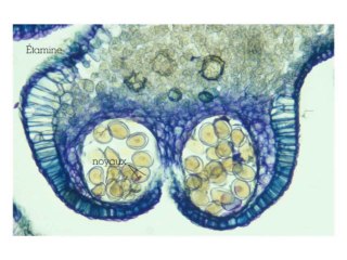La palynothèque de l’Herbier national: historique, rôles et recherches actuelles (cycle Herbier national 2/4)