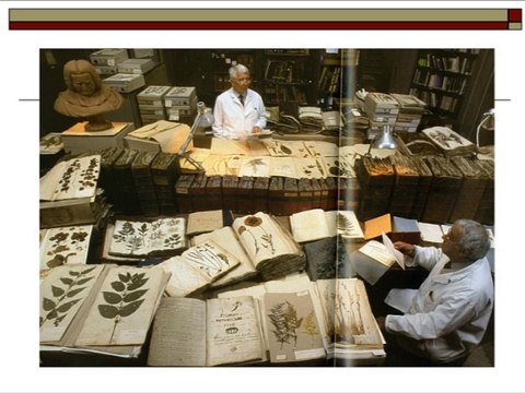 Un herbier : des plantes et des concepts (cycle Herbier national 4/4)