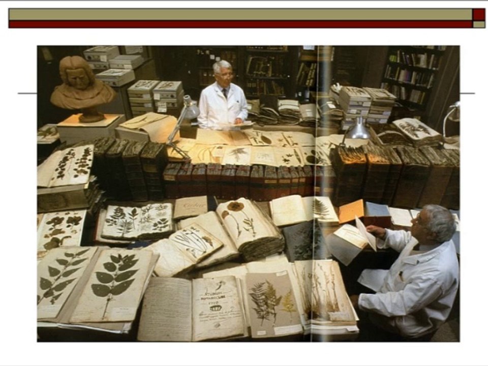 Un herbier : des plantes et des concepts (cycle Herbier national 4/4)