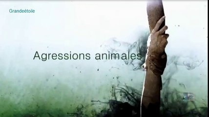 agressions animales épis .1