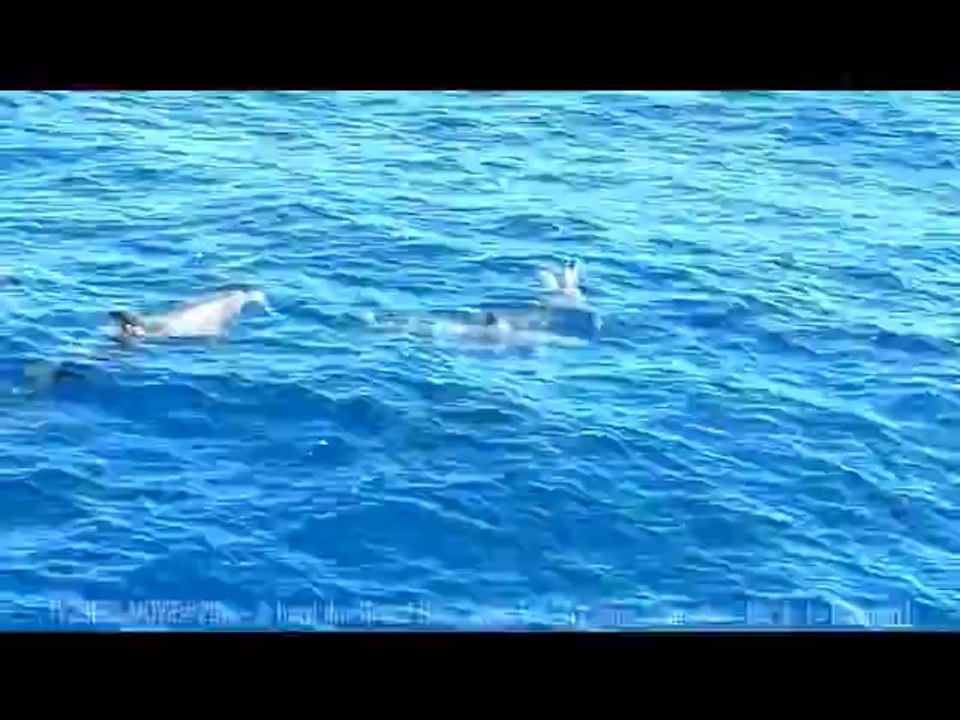 A cruise with Flipper and his Family