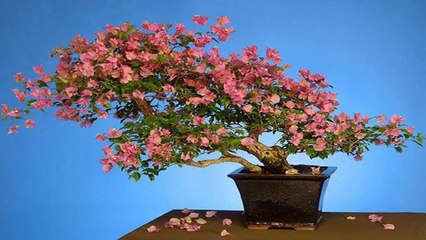 Bonsais en Flor (PP.720)