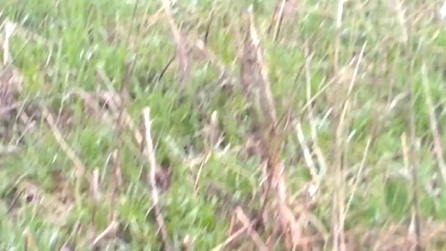 Поиск первых коростелей