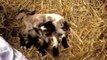 Goat With Eight Legs Born in Croatia