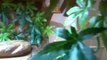 terrarium vivarium avec deco sur mesure fait maison ideal pogonna lezard et autres reptiles