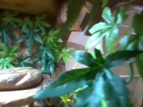 terrarium vivarium avec deco sur mesure fait maison ideal pogonna lezard et autres reptiles