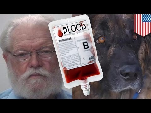 Zombie dog: Texas vet Millard Tierce harvested healthy dog's blood for transfusions