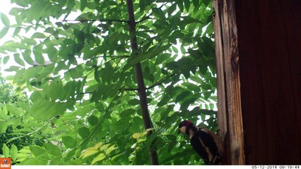 Le pic épeiche sur le poteau