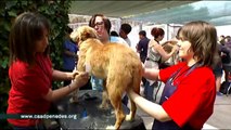 TV3 - Telenotícies - Marató solidària de perruqueria canina