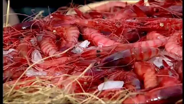 TV3 - Divendres - Propietats nutricionals de les gambes i els escamarlans