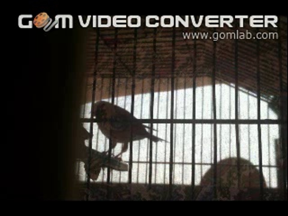 saka kuşu ötüşü