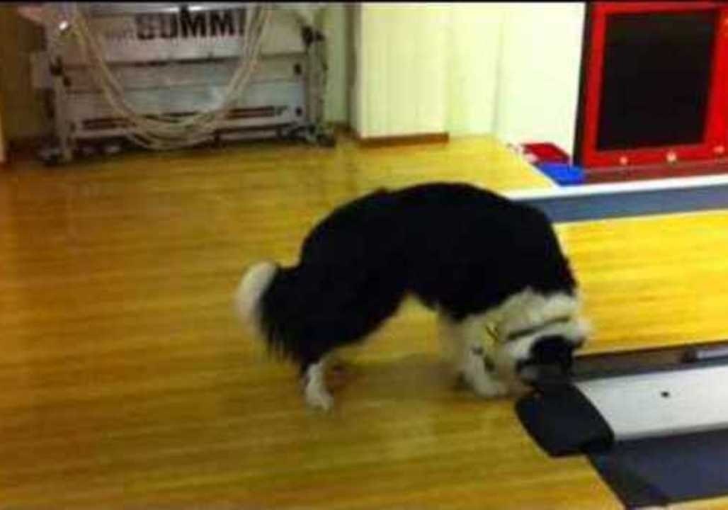 Bowling Alley Buzzer Freaks Dog Out