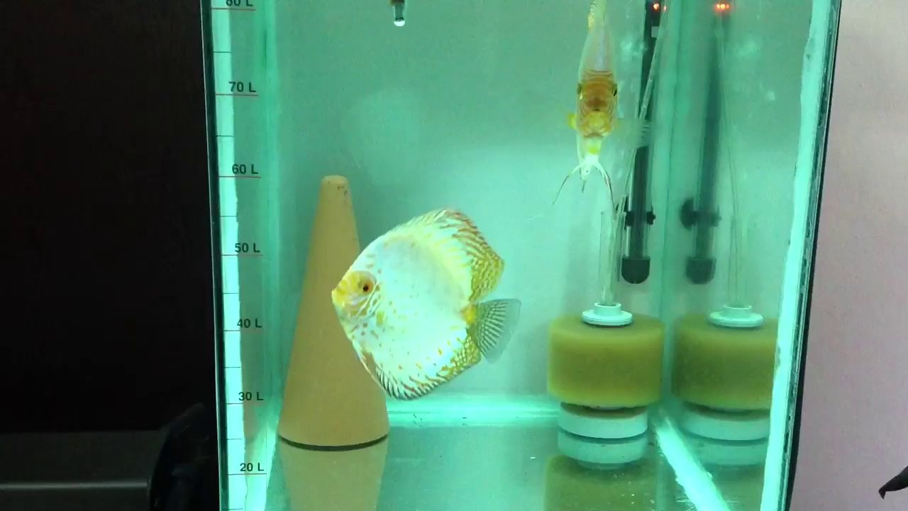 Çift discus1