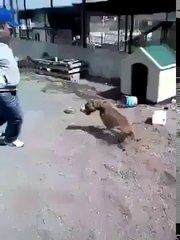 Zincirle bağlı olan Pitbull ile dalga geçmek istedi ama