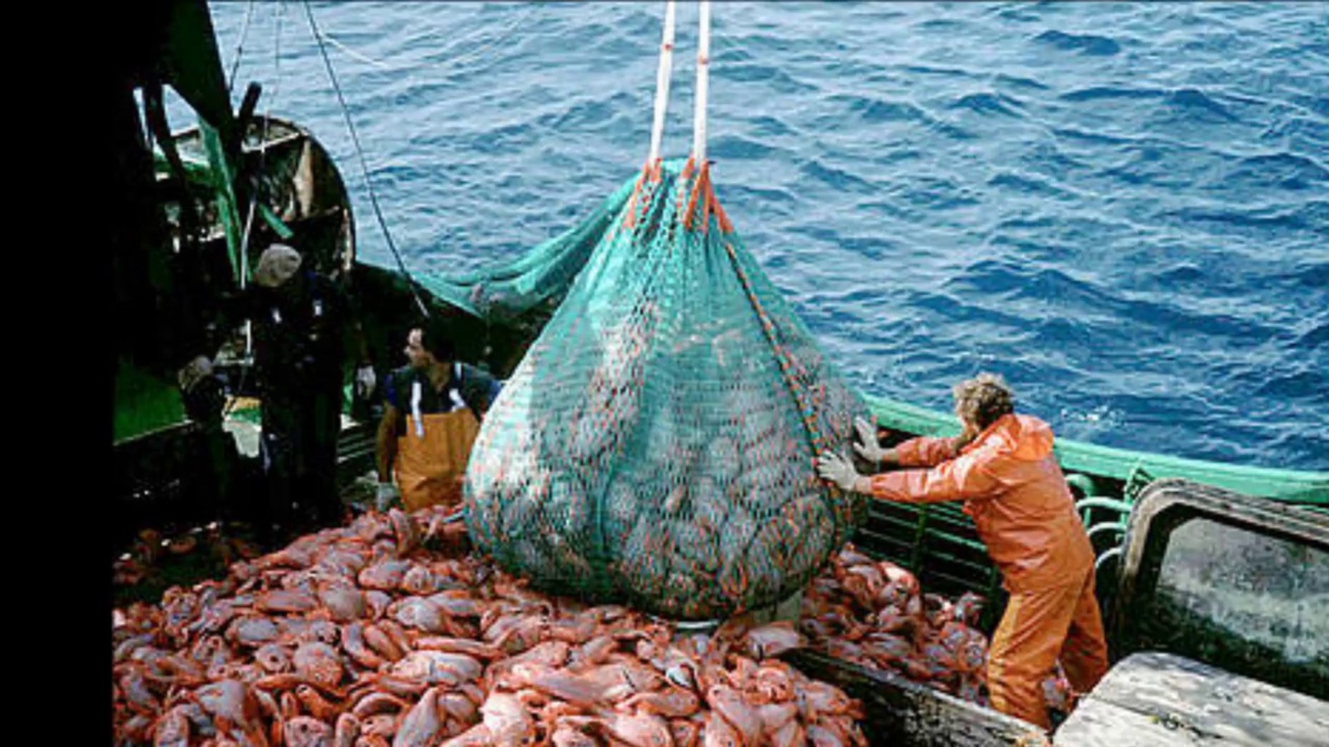 Overfishing Documentary