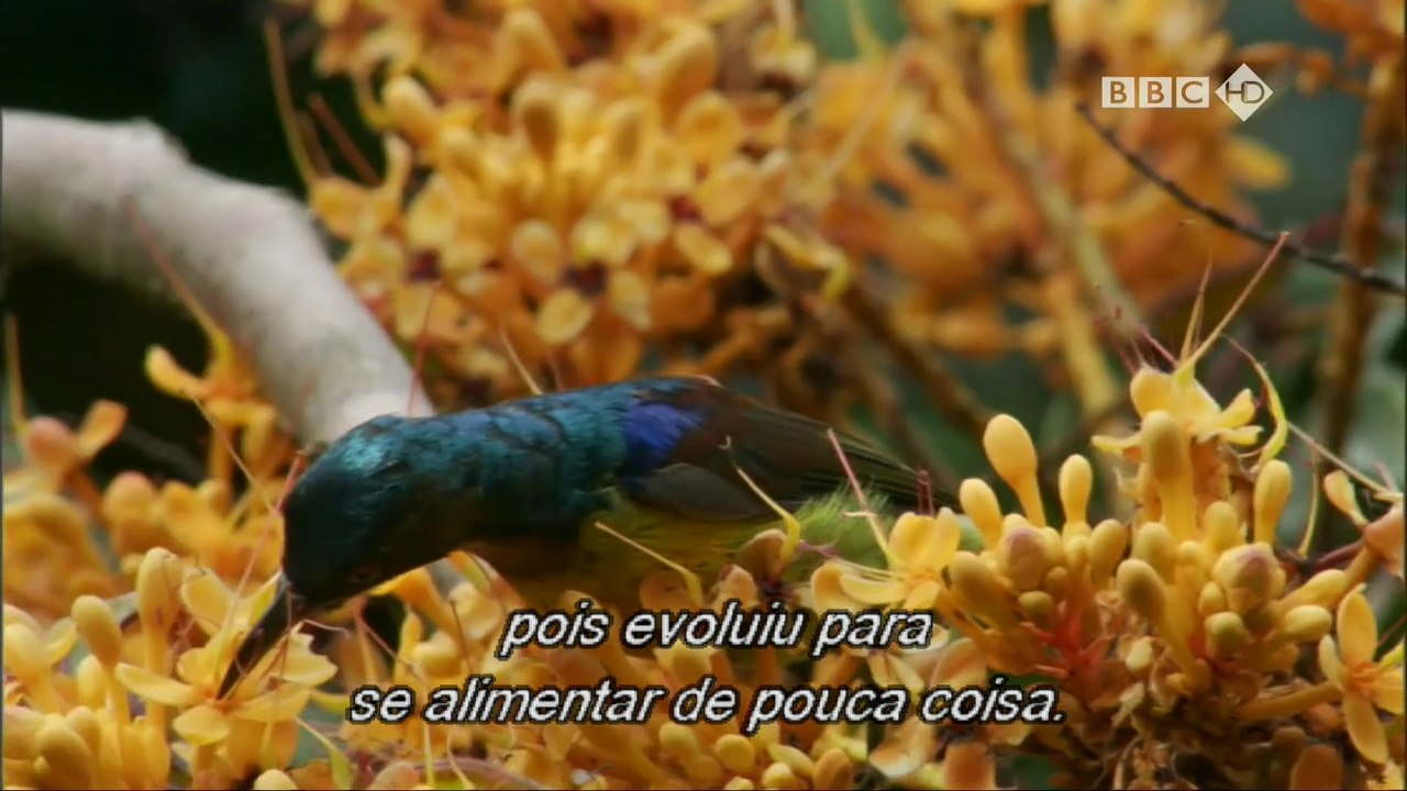 Como Funciona a Natureza - Ep 1 [BBC HD]