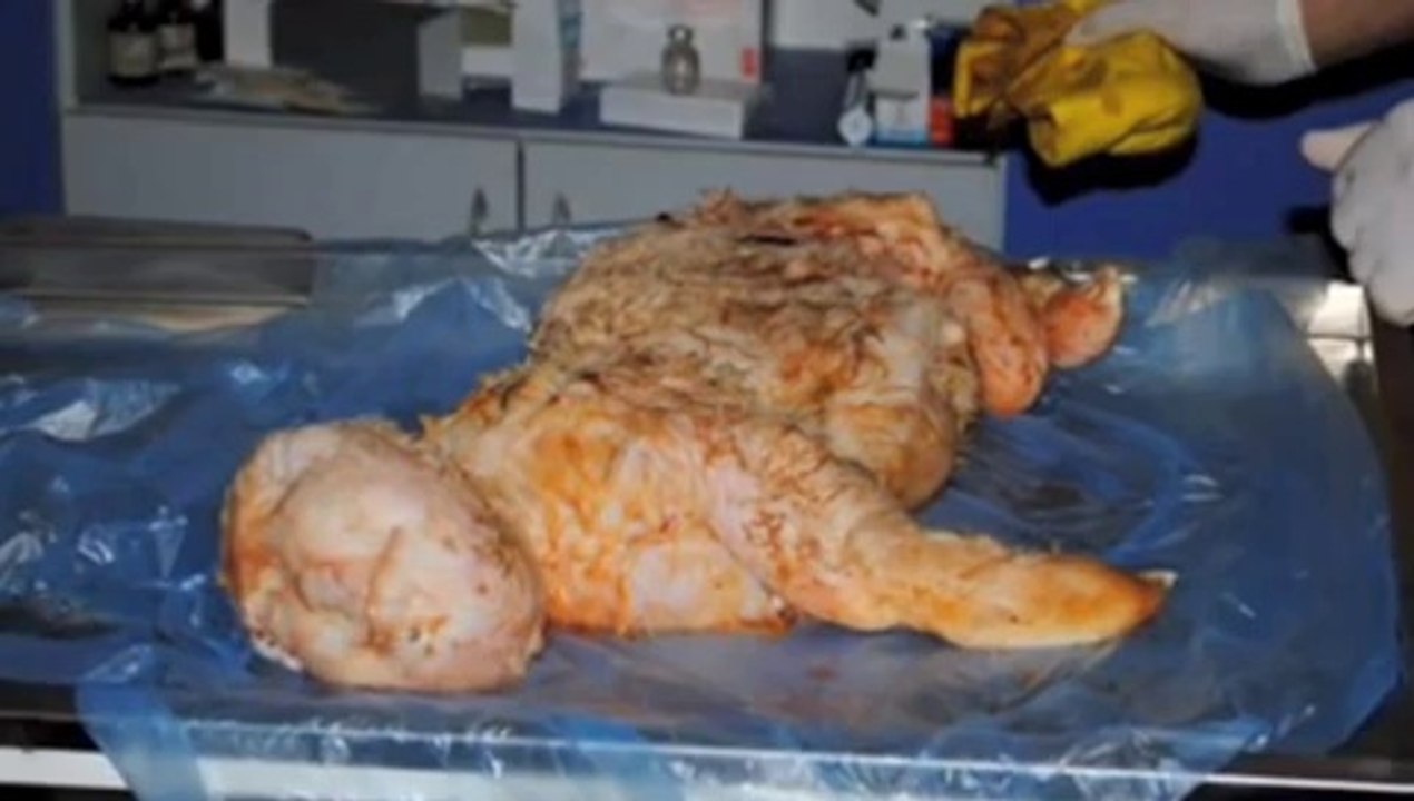 Sheep gives birth to lamb with a  human face Urdu Book