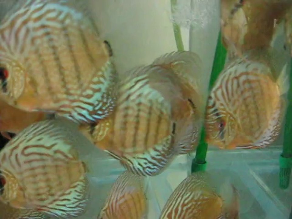 Galaxy Süper Red Turkuaz - Leopar snake skin - Rose red  genç discuslar