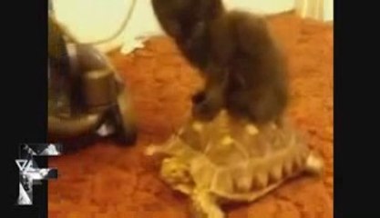 Animals Can Be Jerks-2013!!