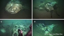 Deep Sea Graveyard Offers Glimpse of Rarely Seen Feeding Frenzy