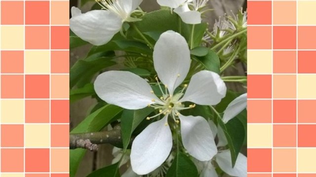 Submitting articles to Article Directories