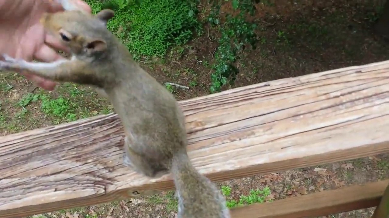 Un écureuil comme animal de compagnie : trop mignon!
