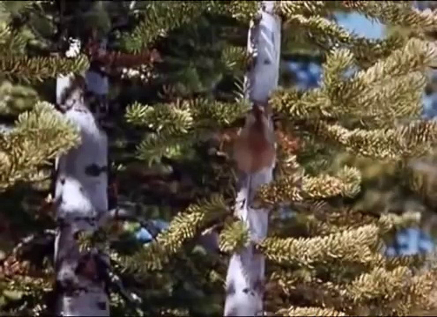 Lone Survivor Movie OF 2013 full Hollywood film FUNNY Movie Just