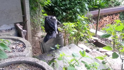 Ludwig der Film (Geschichte eines Raben)