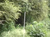 Un éléphant rugit et ça fait flipper! Peur dans la jungle indienne...