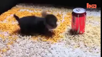 The Smallest Dog in The World! - Best Funny Videos