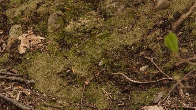 Using Keyword Analysis to Choose to right keywords