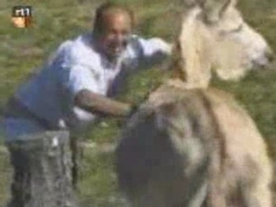 L'Ane homo en rût