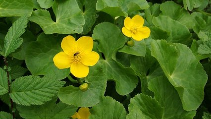 One Way Links is the best SEO strategy.