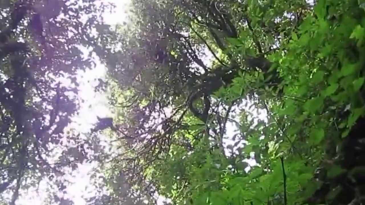 Extinction stalks Myanmar's forests