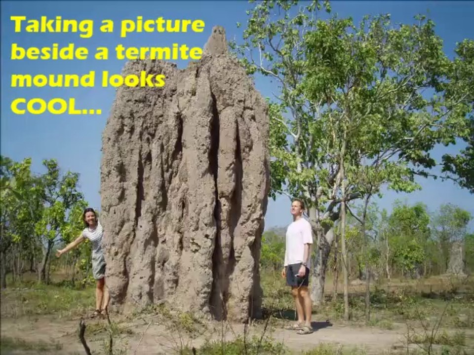 Got Bugs-Easy Termite Extermination