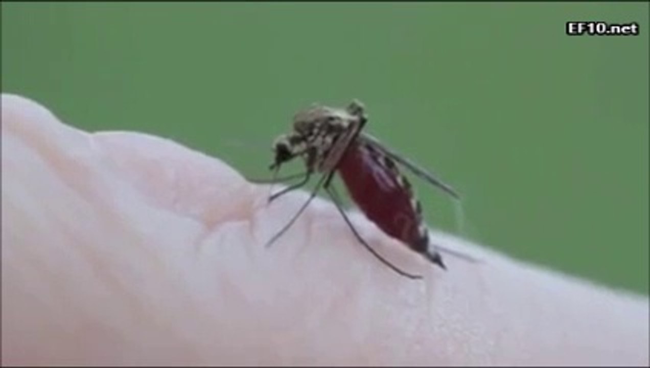 Sivrisinek kanımızı nasıl emer