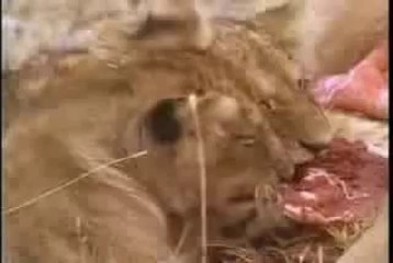 Lions Destroy Hyenas