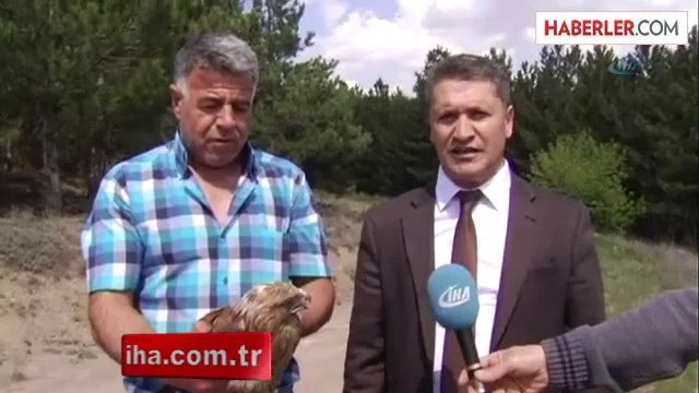 Tedavileri Biten Kızıl Şahinler Doğaya Salındı