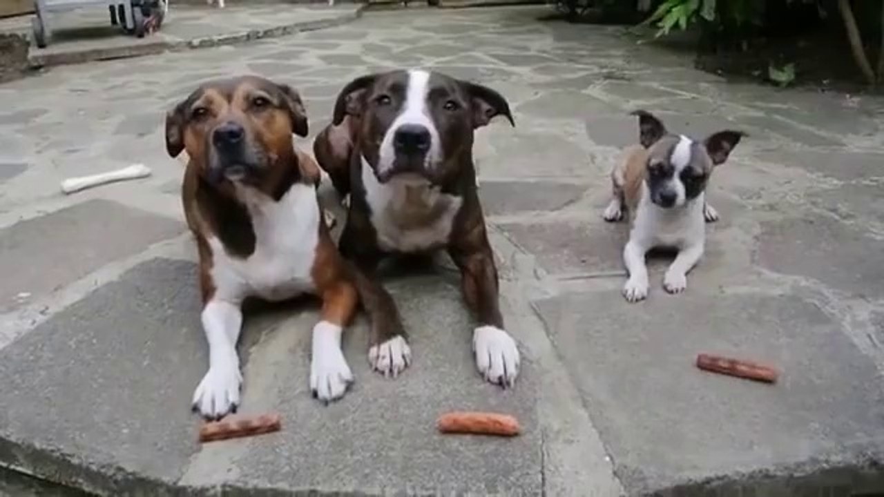 Little Dog Steals his Mate Lunch Right in Front of them!!!