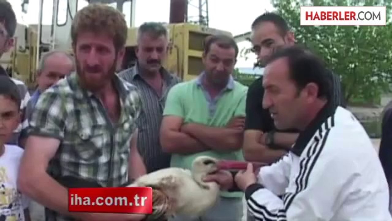 Yaralı Leylek Tedavi Altına Alındı