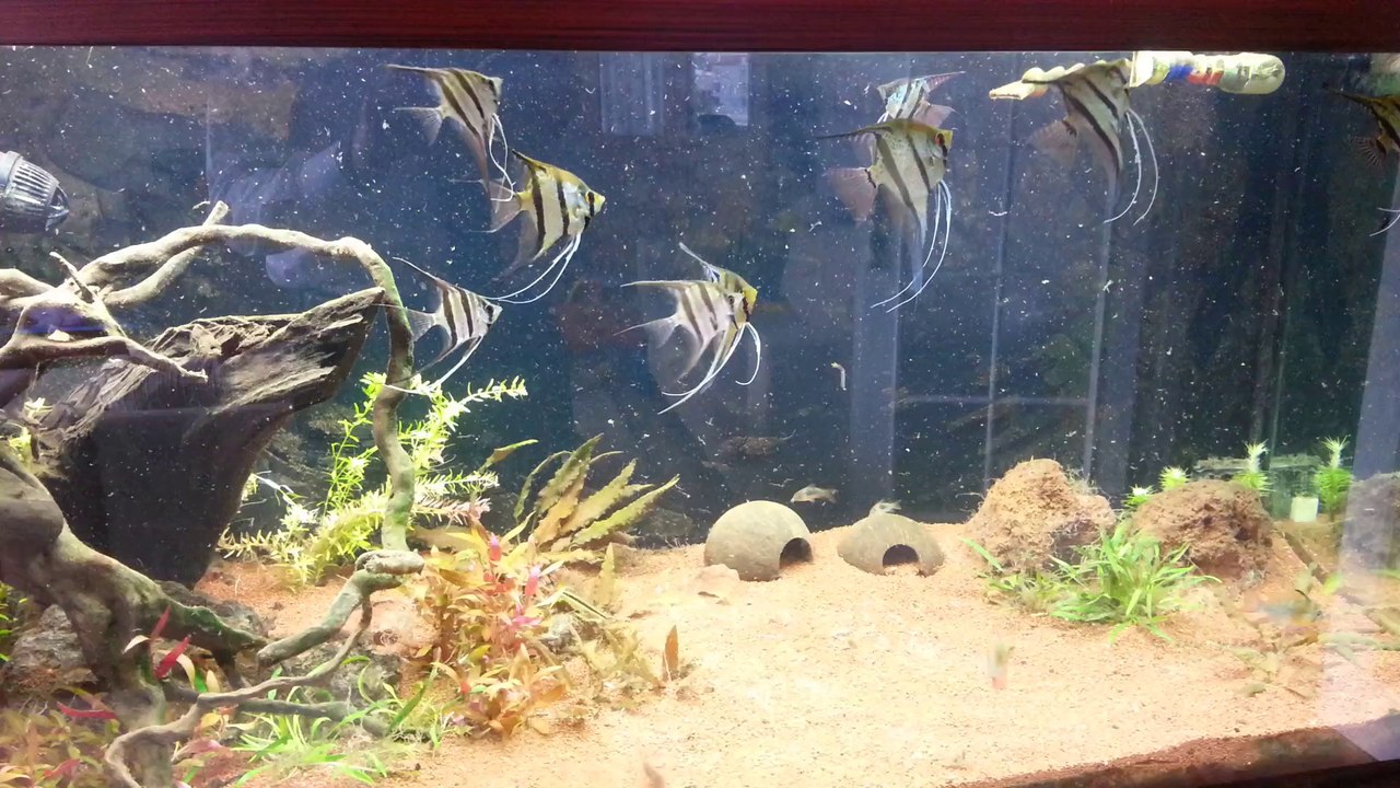 Peruvian and Orinoco Altum Angel Tank (No plant added)