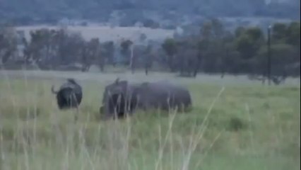 Rhino vs Buffalo (A Fight of Guts & Glory)
