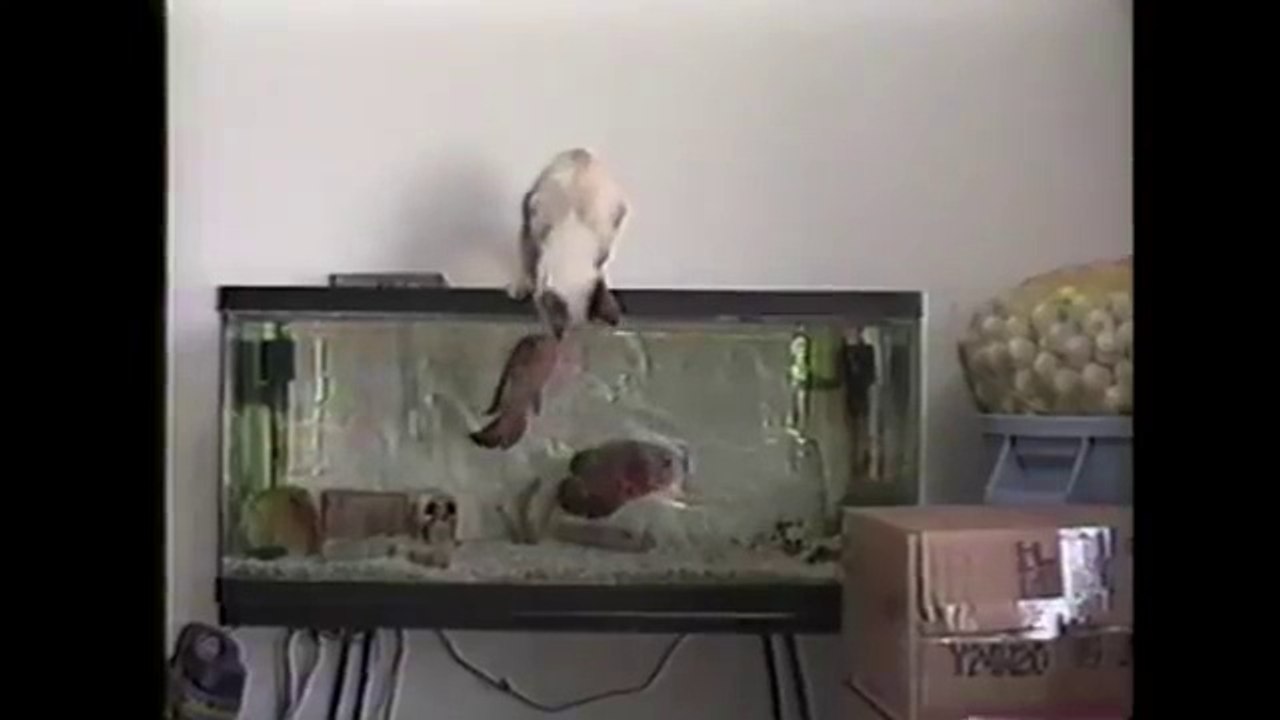Cat Gets What He Deserves