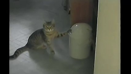 Cat Vs. Trashcan