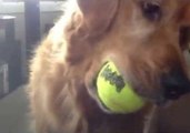 Owner Blows Dog's Mind With Squeaky Recording