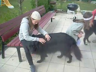 14 mai 2015 (2) : intégration Gitane suite