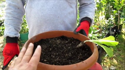 Marul Fidesi Nasıl Dikilir Online Fide Satışı