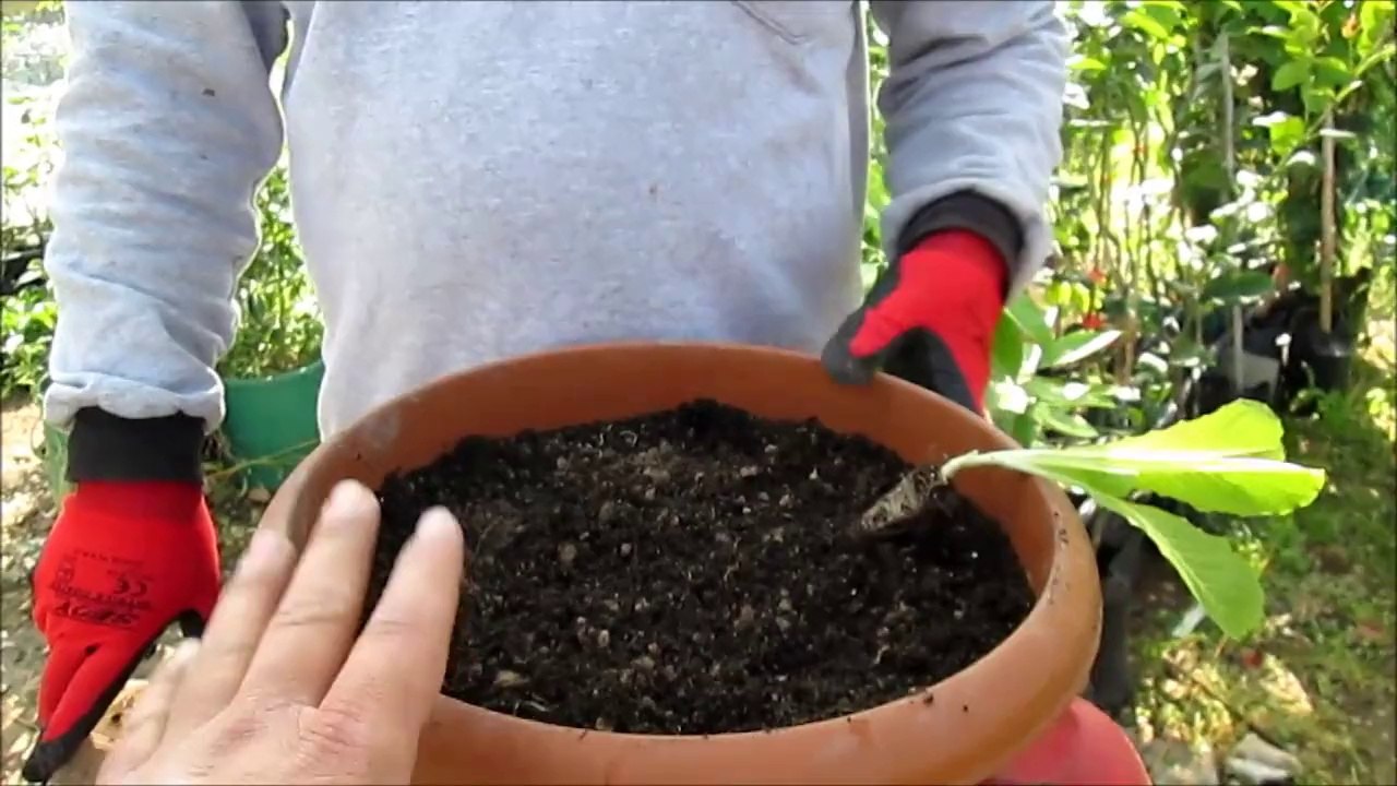 Marul Fidesi Nasıl Dikilir Online Fide Satışı