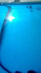 alevines de goldfish